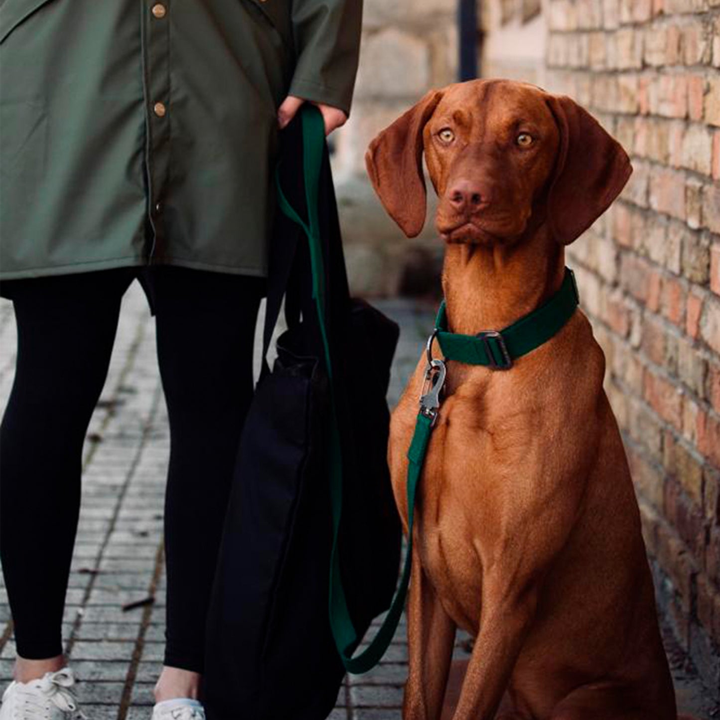 Washable khaki dog lead