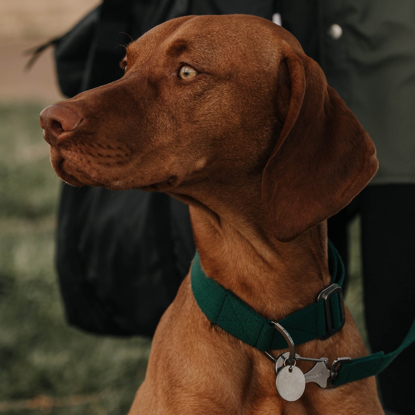 Green - slot and lock buckle dog collar