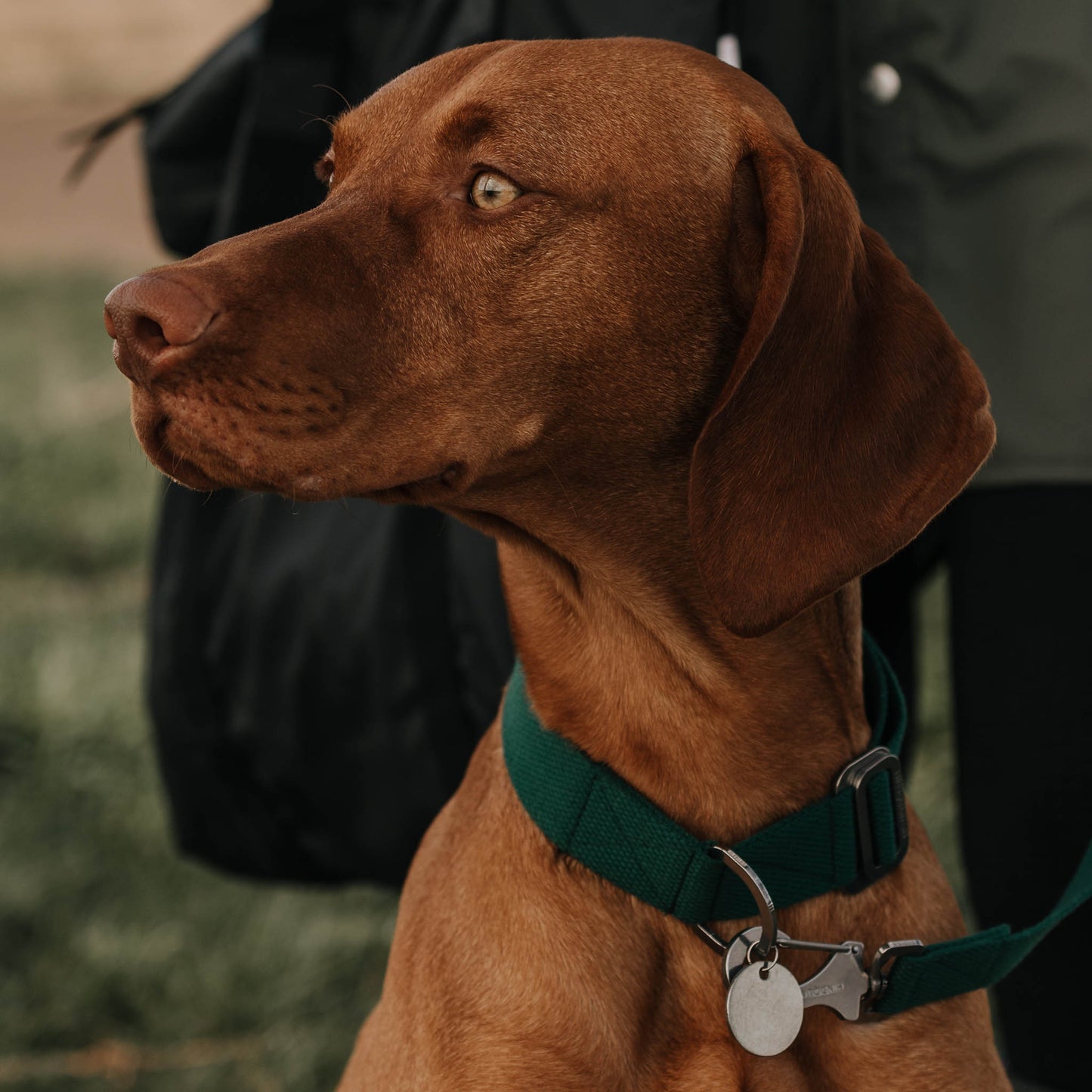 Washable khaki dog collar